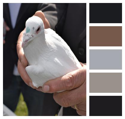 White Bird Homing Pigeon Image
